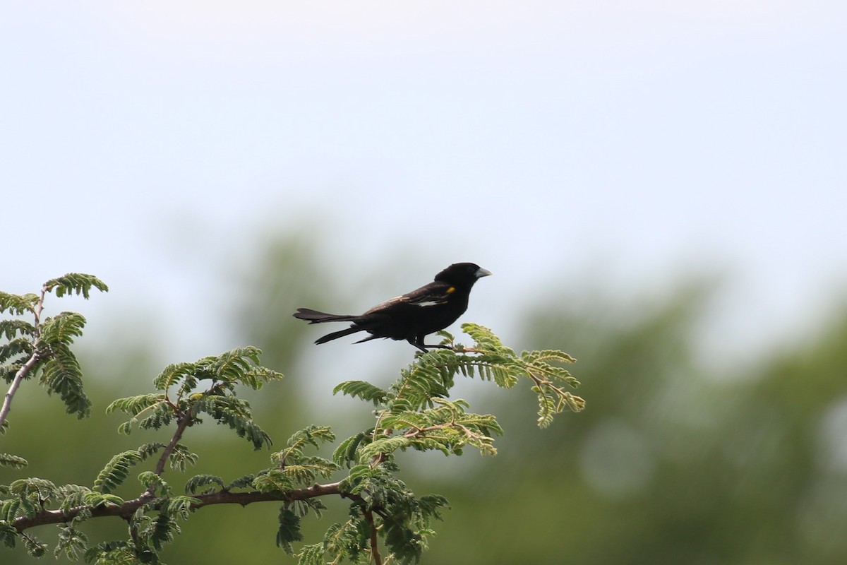 White-winged Widowbird - Fikret Ataşalan