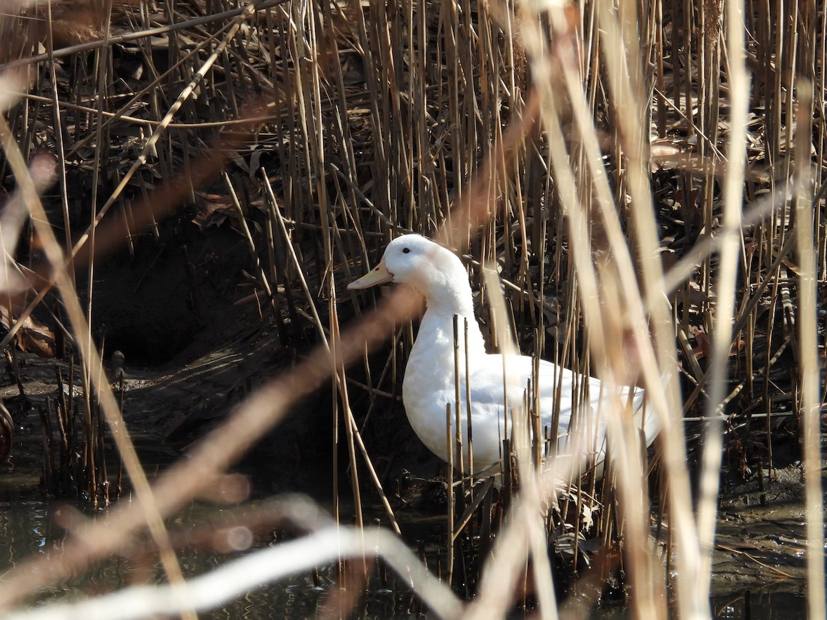 duck sp. - ML615474387