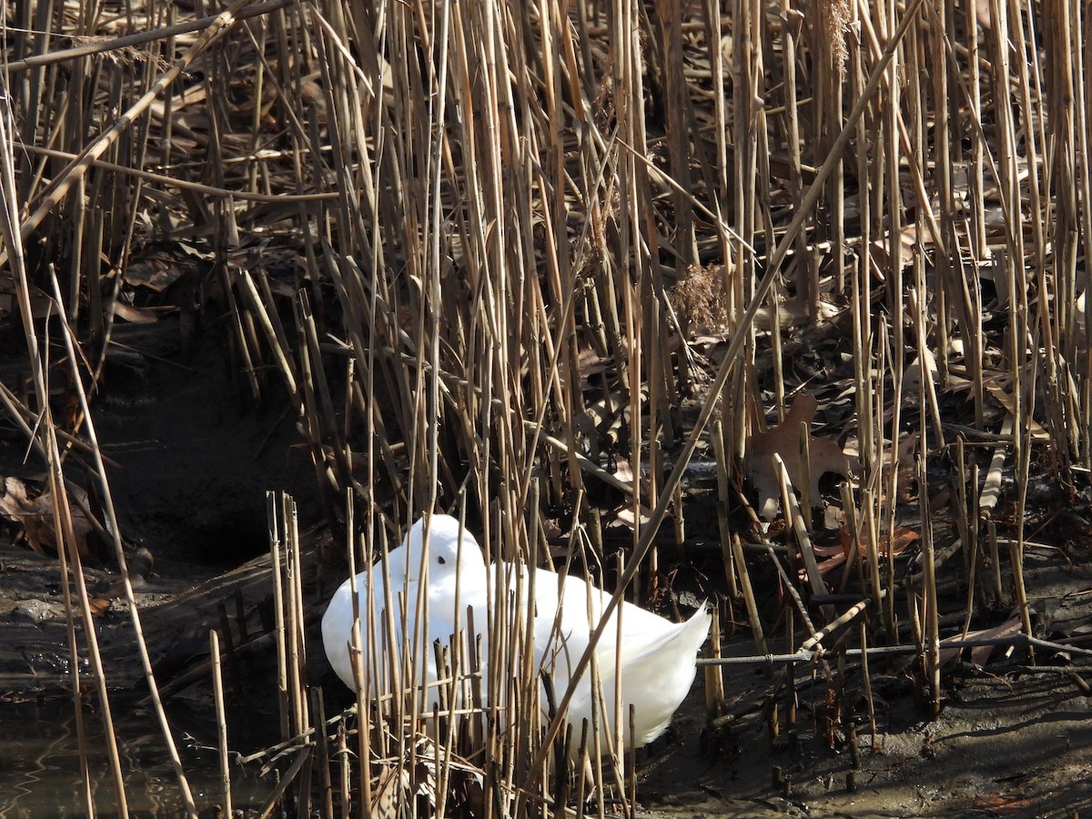 duck sp. - ML615474388