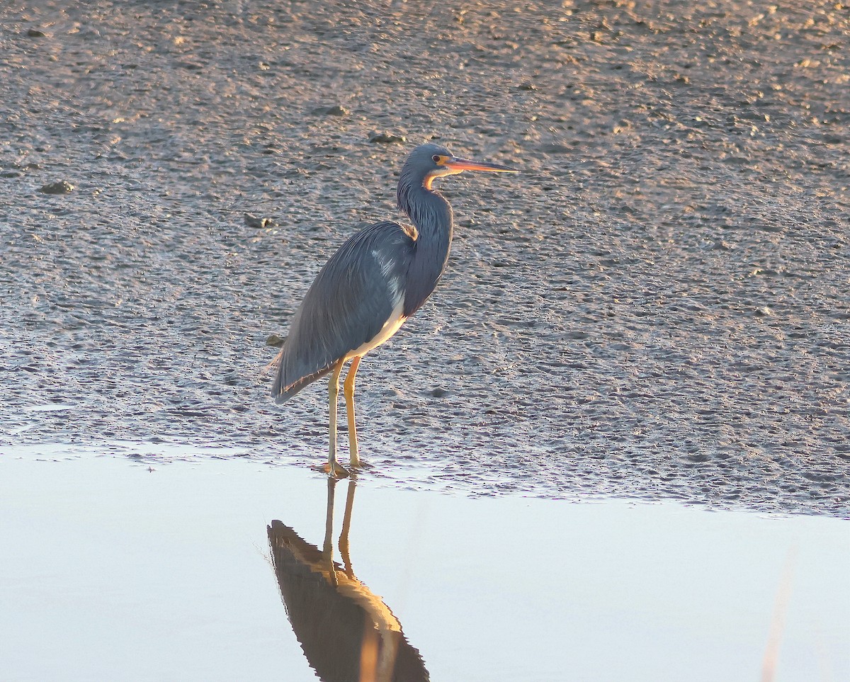 Tricolored Heron - ML615474407