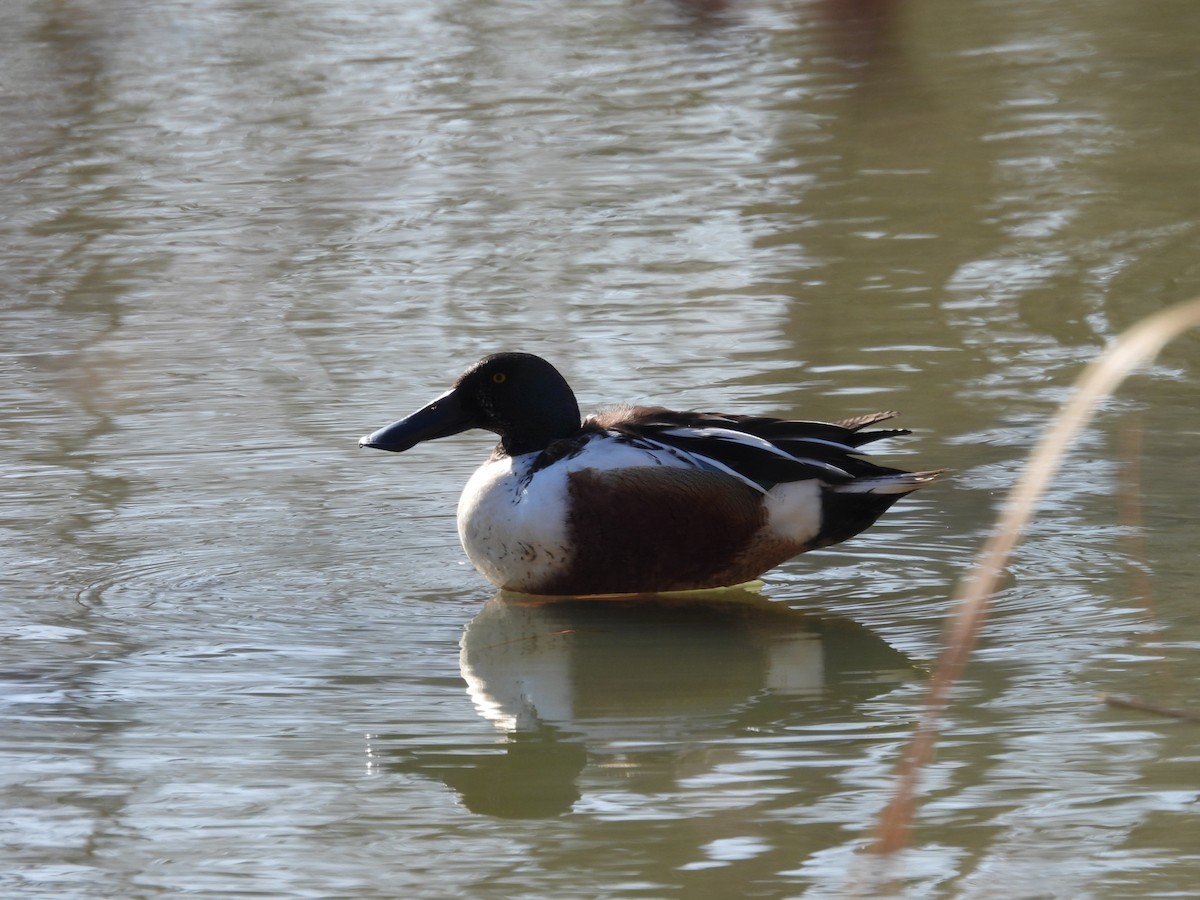 Northern Shoveler - ML615474411