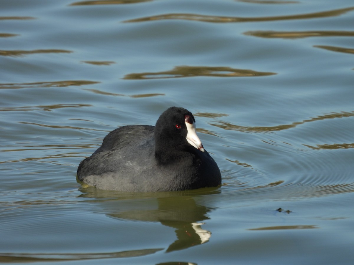 American Coot - ML615474424