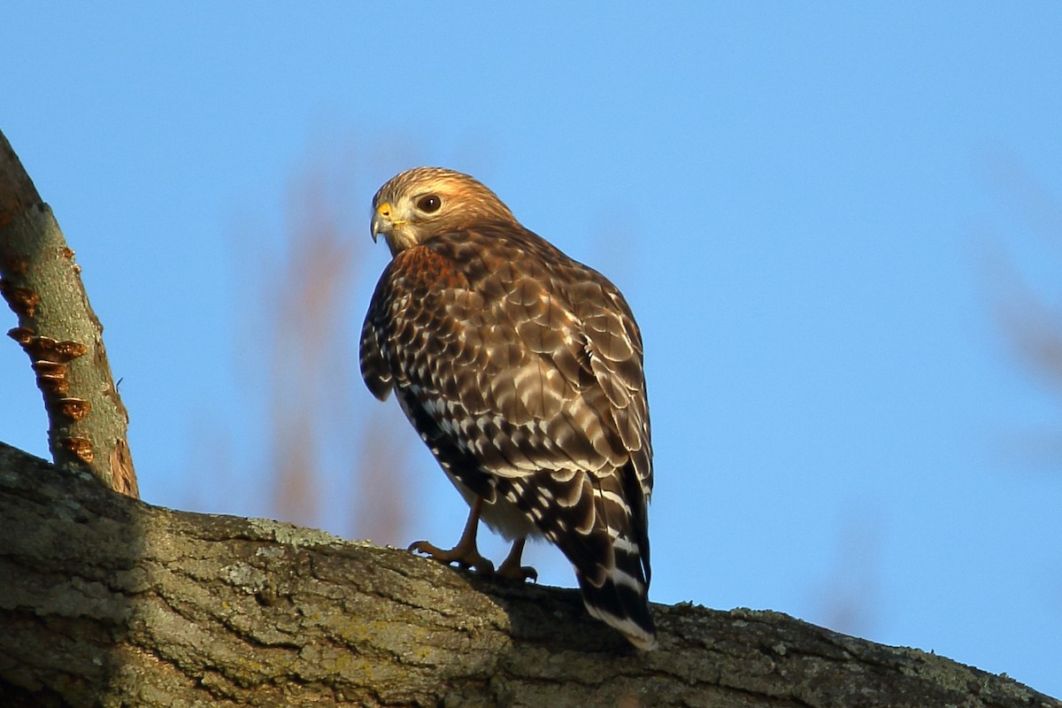 Red-shouldered Hawk - ML615474429