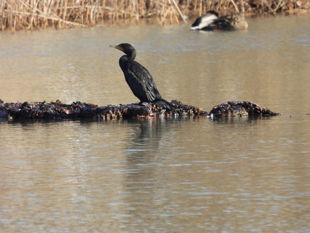 Double-crested Cormorant - ML615474433