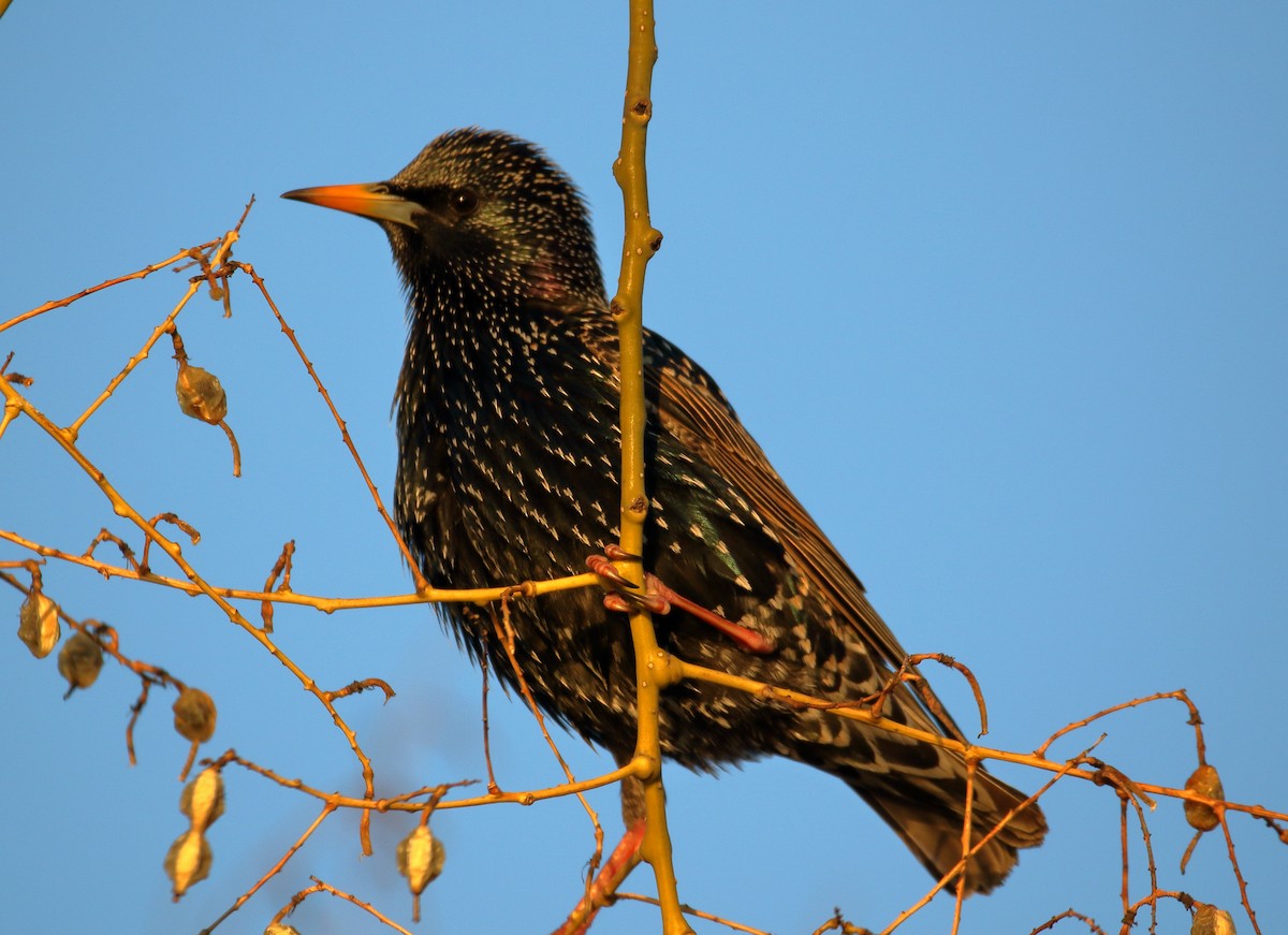 European Starling - ML615474443