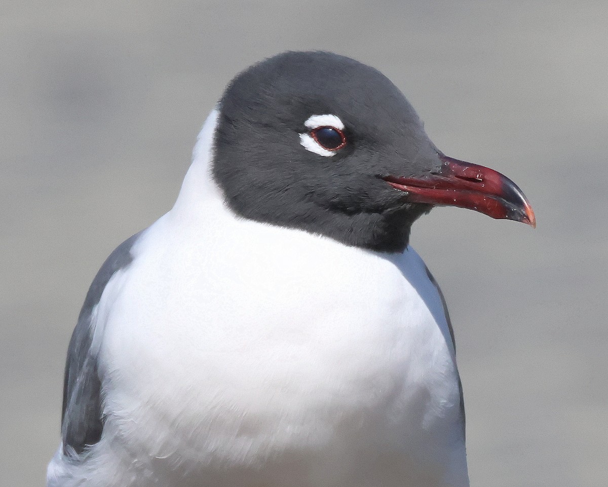 Laughing Gull - Rick Kittinger