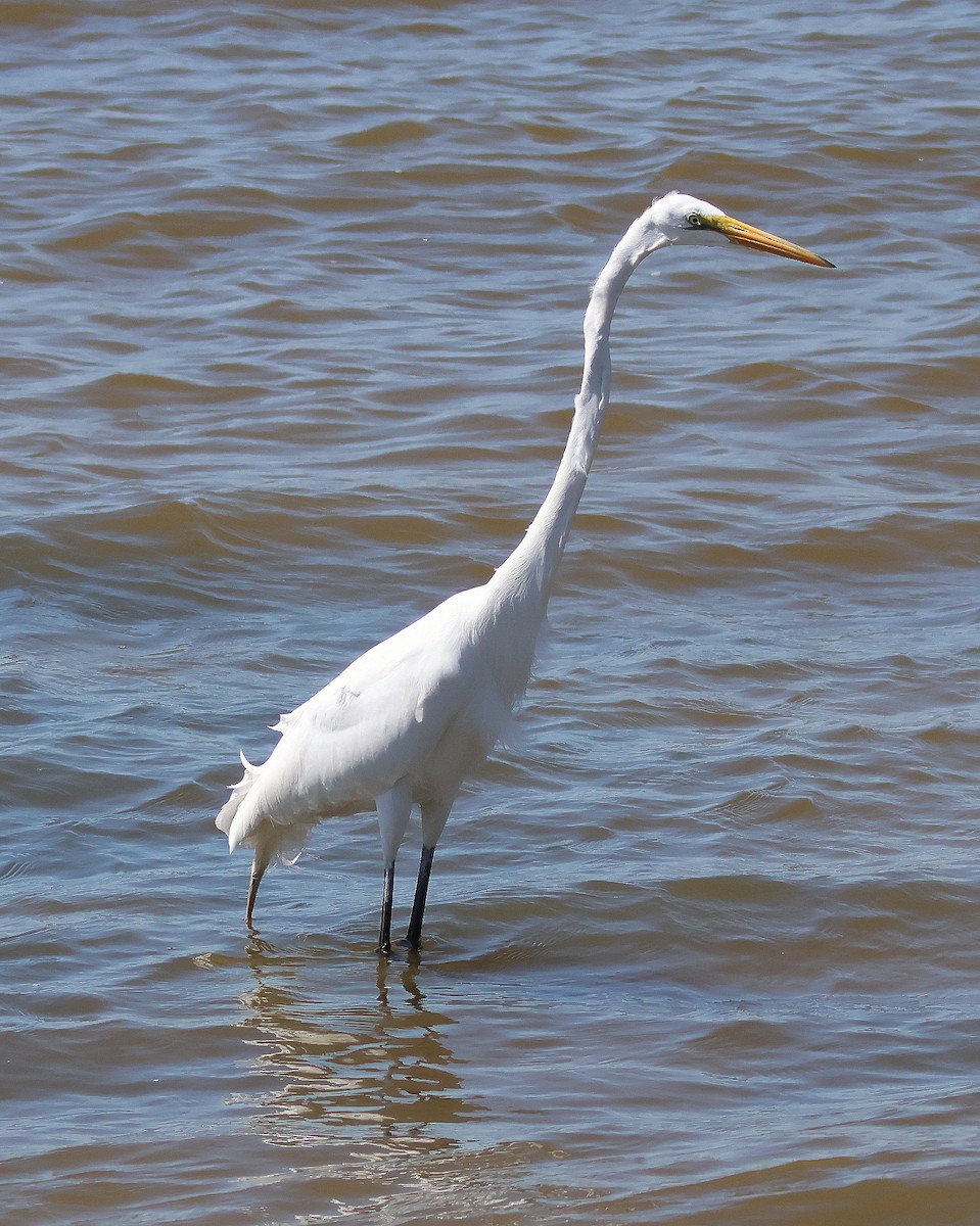 Great Egret - Rick Kittinger