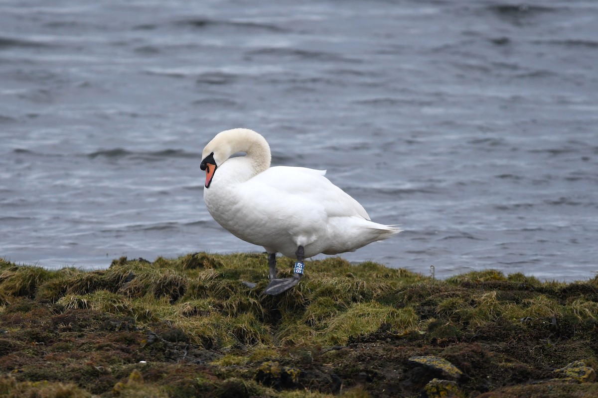 Mute Swan - David Kelly