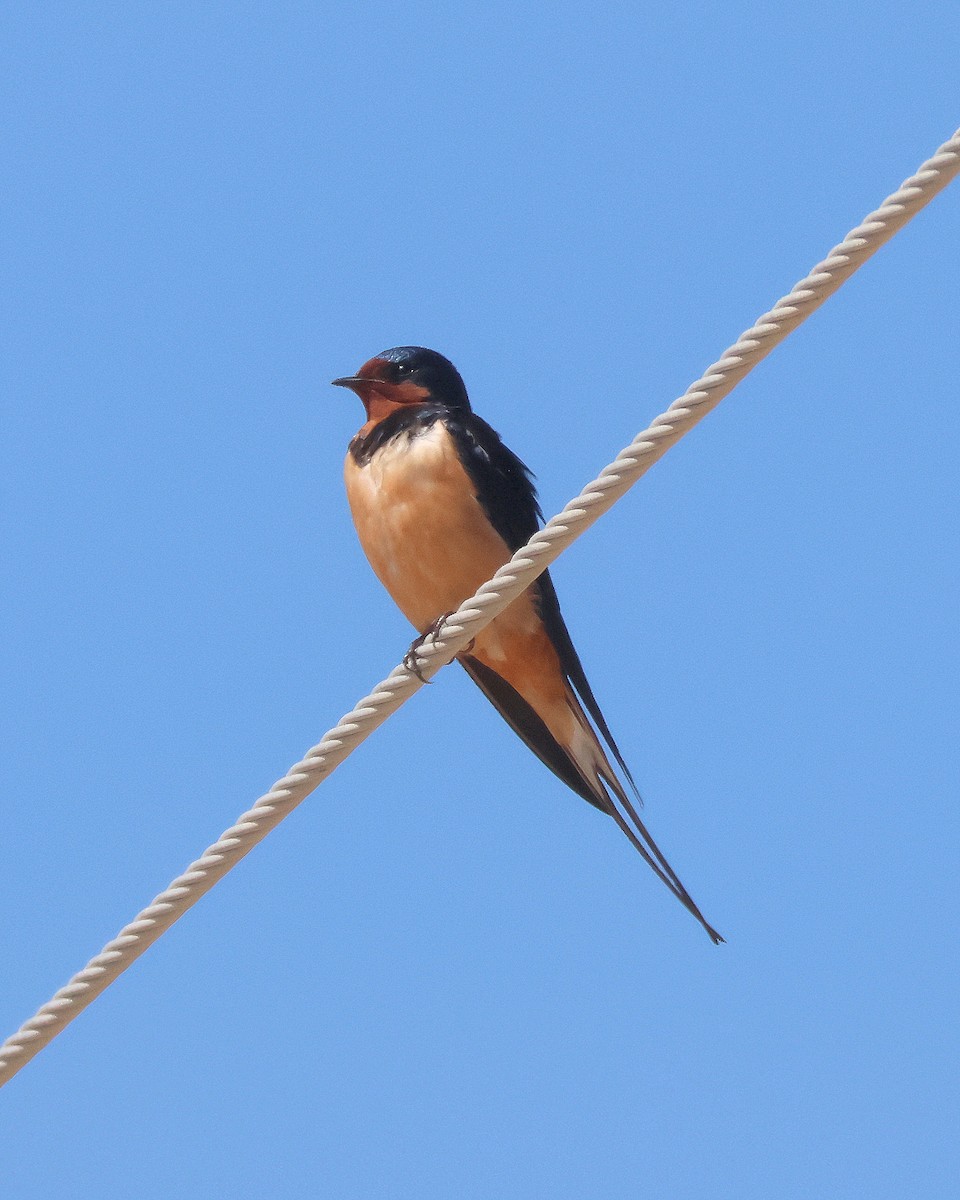 Barn Swallow - Rick Kittinger
