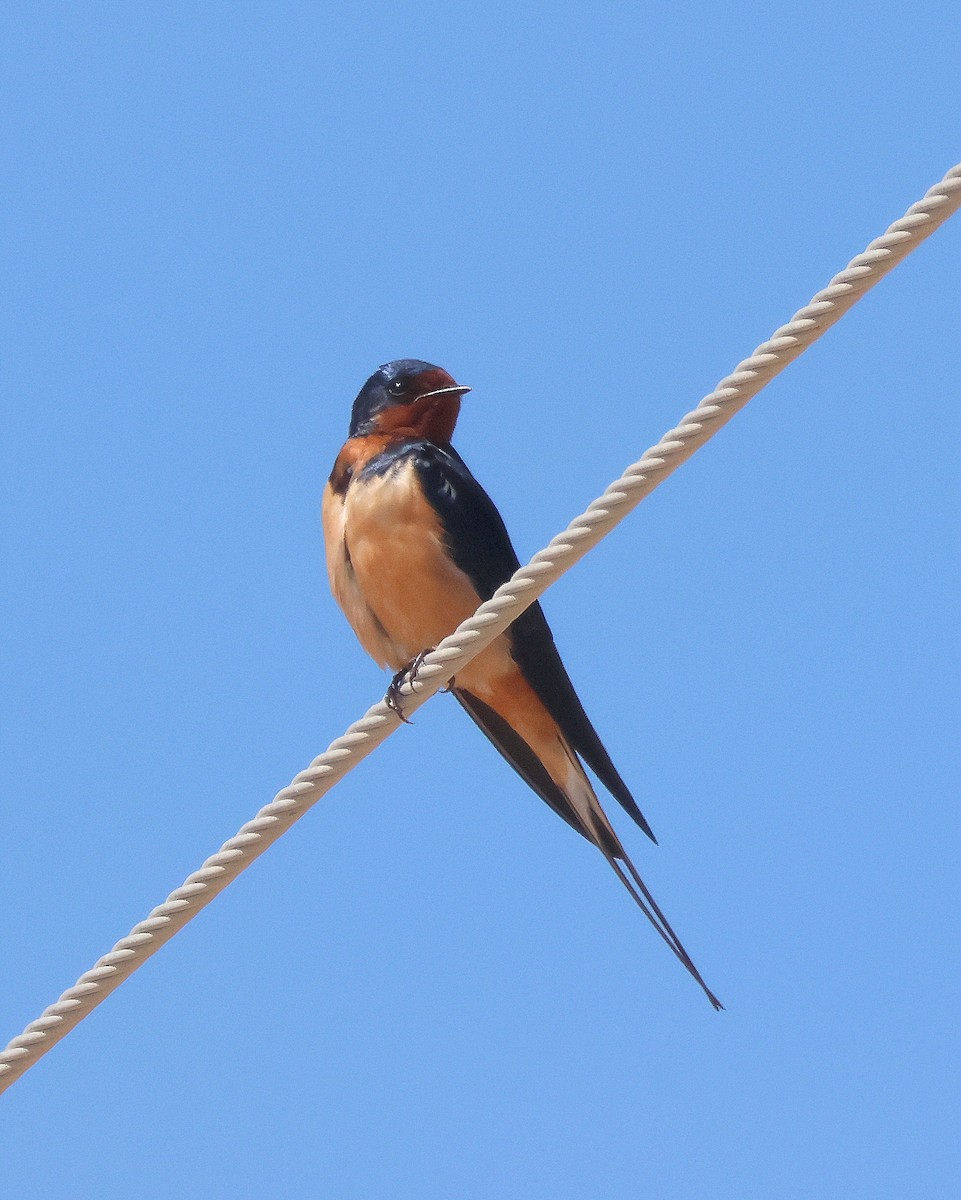 Barn Swallow - Rick Kittinger