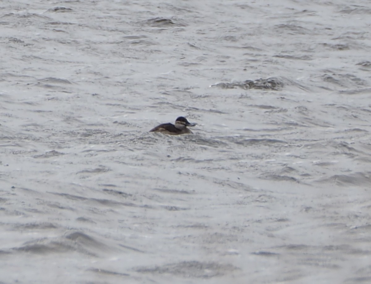 Ruddy Duck - ML615474587