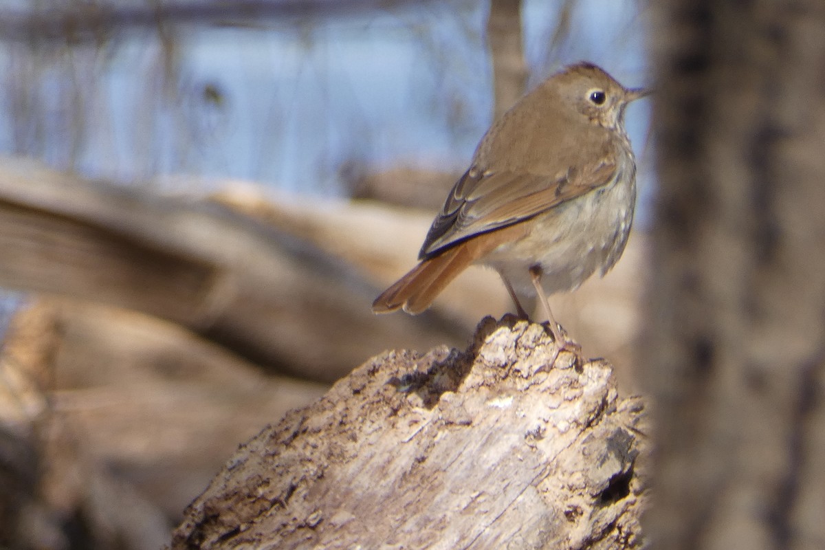 Hermit Thrush - ML615474678
