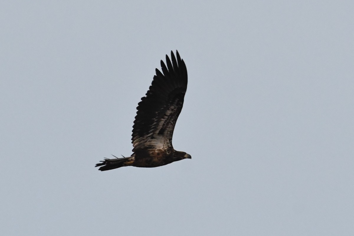 Bald Eagle - ML615474680