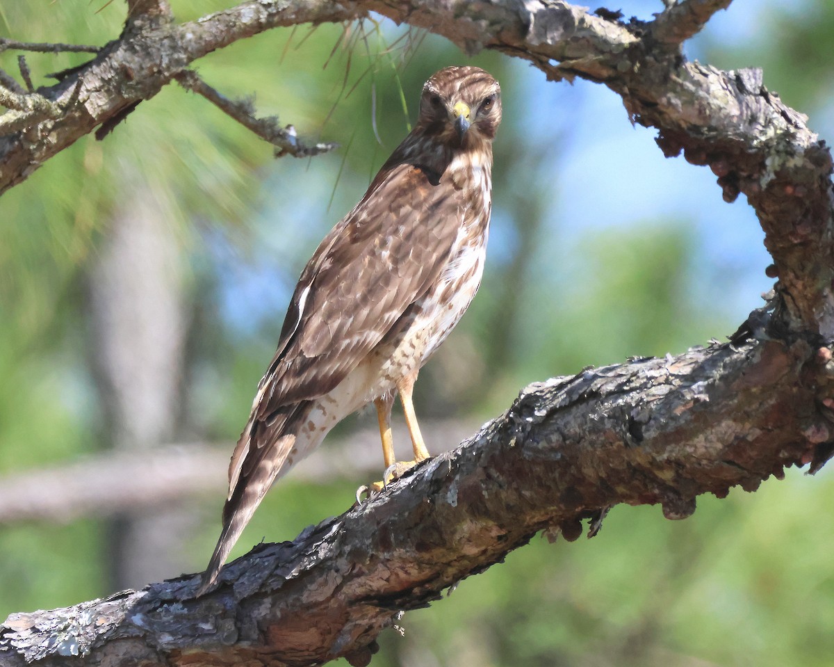 Red-shouldered Hawk - ML615474719