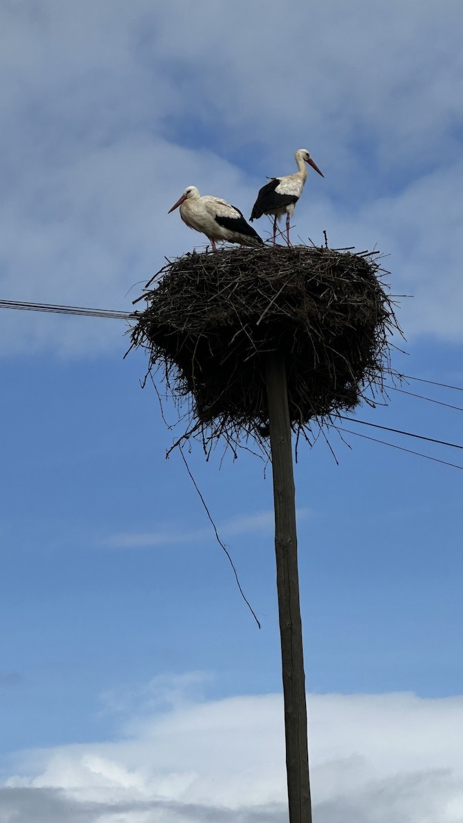 White Stork - Bastiaan Notebaert