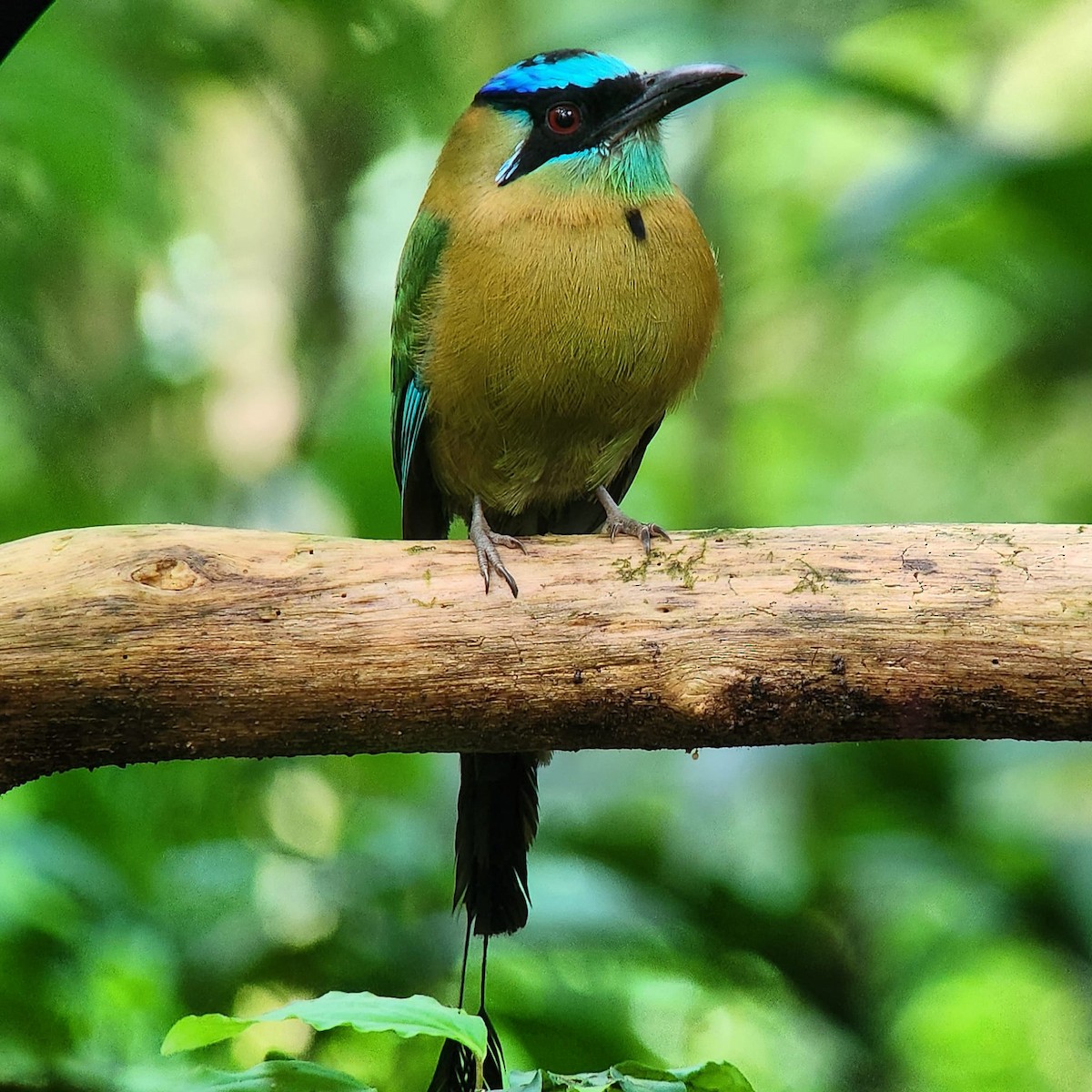 Diademmotmot - ML615474736