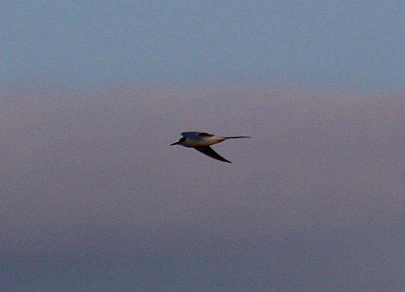 Forster's Tern - ML615474746