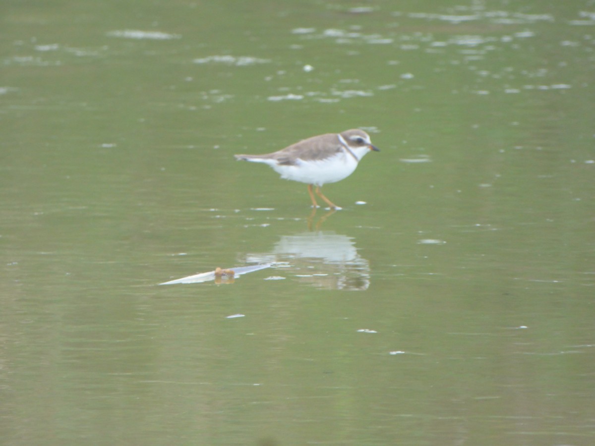 Semipalmated Plover - ML615474752