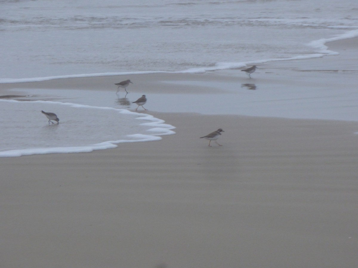 Semipalmated Plover - ML615474753