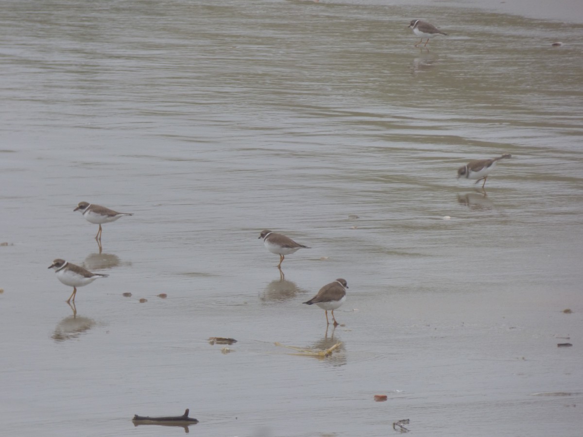 Semipalmated Plover - ML615474754