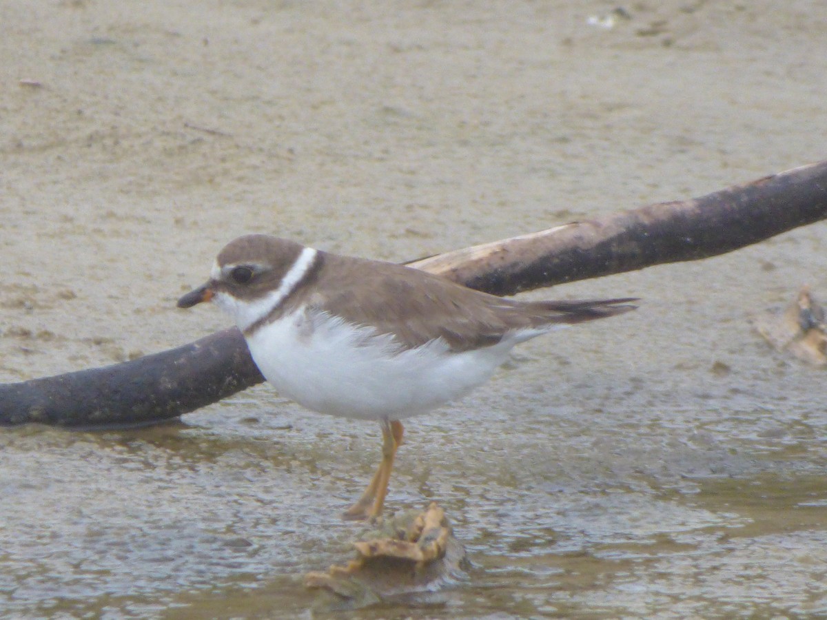 Semipalmated Plover - ML615474756