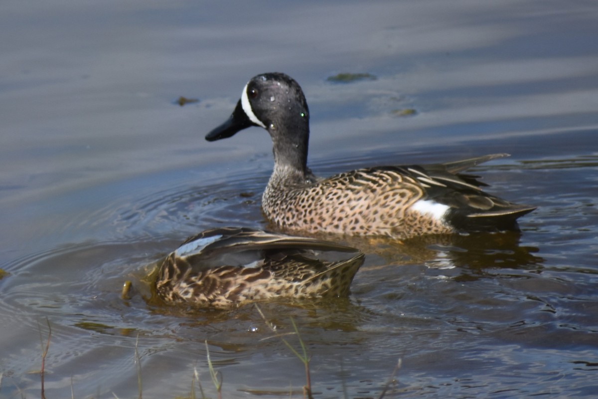Blue-winged Teal - ML615474824