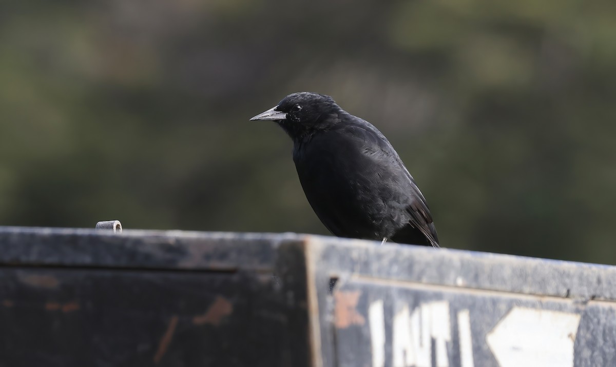 Austral Blackbird - ML615474825
