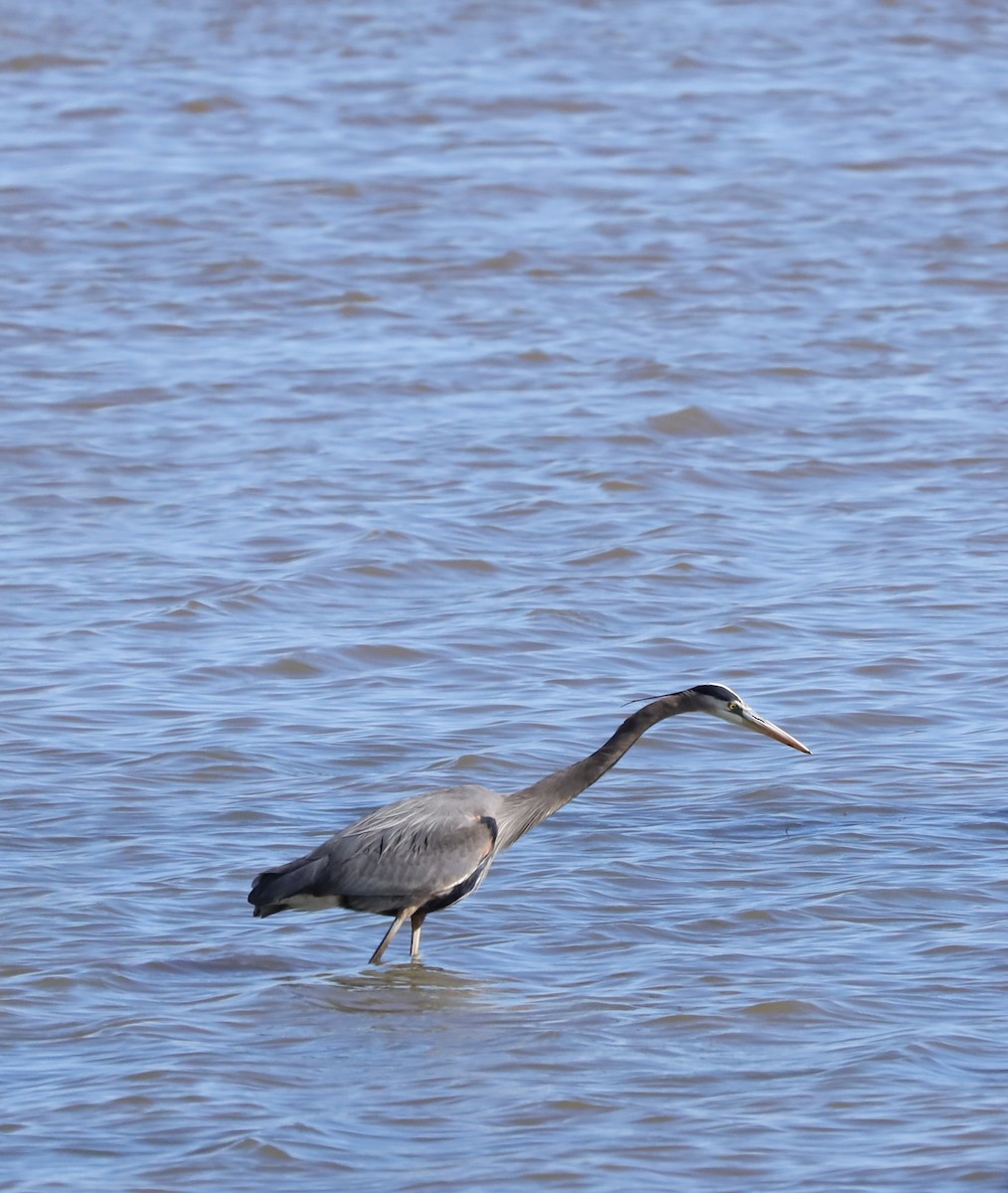 Great Blue Heron - ML615474847