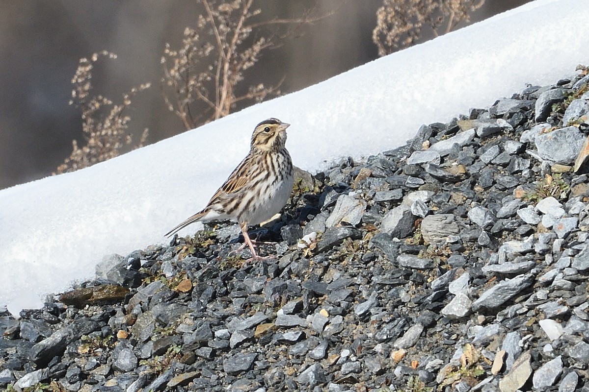 Savannah Sparrow - Barry Blust