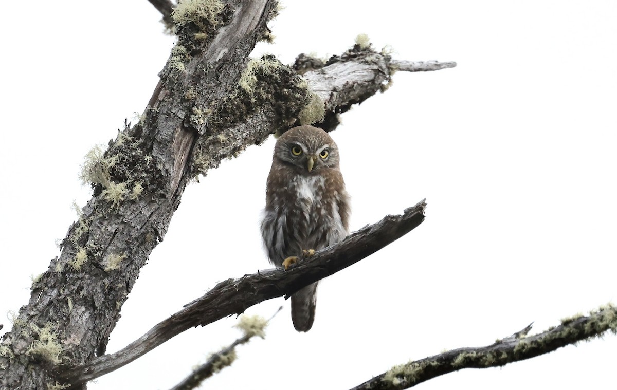 Austral Pygmy-Owl - Anne Bielamowicz