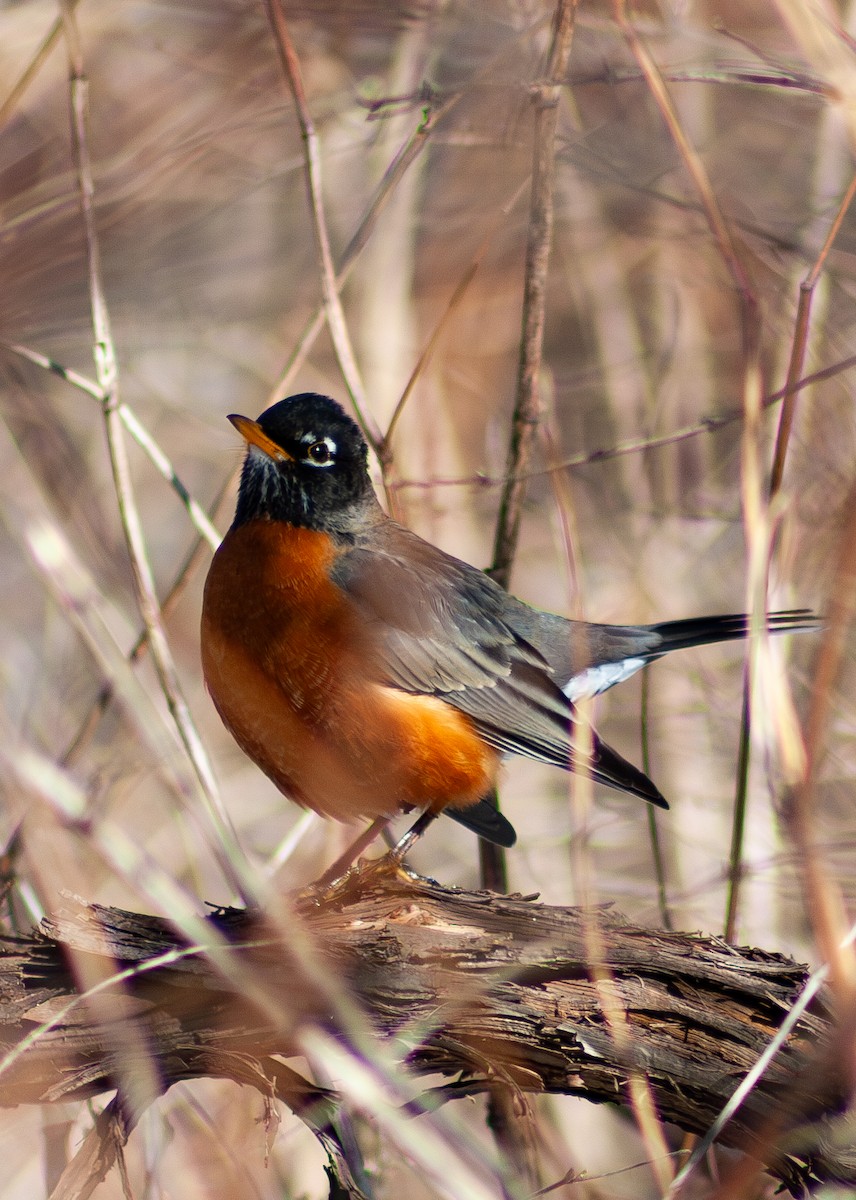 American Robin - ML615475195