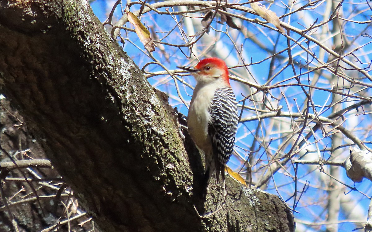 Red-bellied Woodpecker - ML615475203
