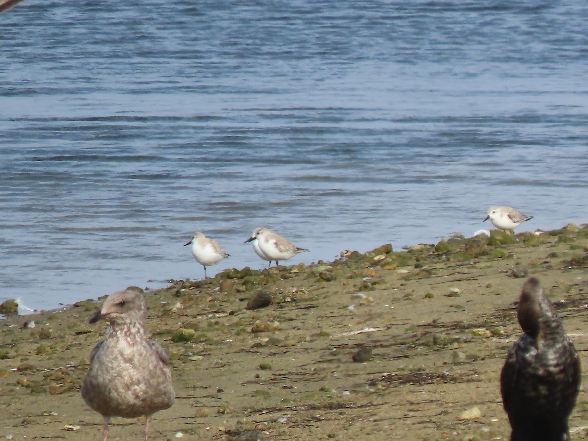 Bécasseau sanderling - ML615475282