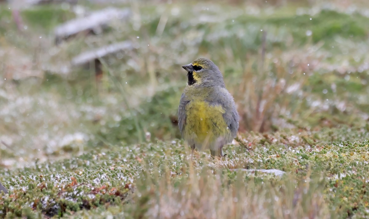 Yellow-bridled Finch - ML615475430