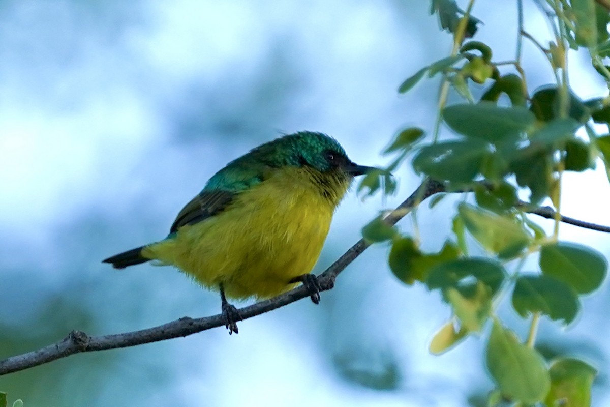 Collared Sunbird - Daniel Winzeler