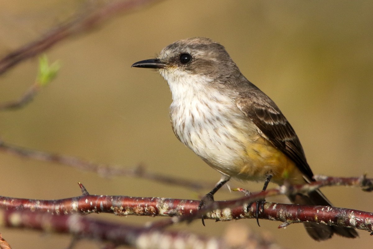 Vermilion Flycatcher - ML615475464