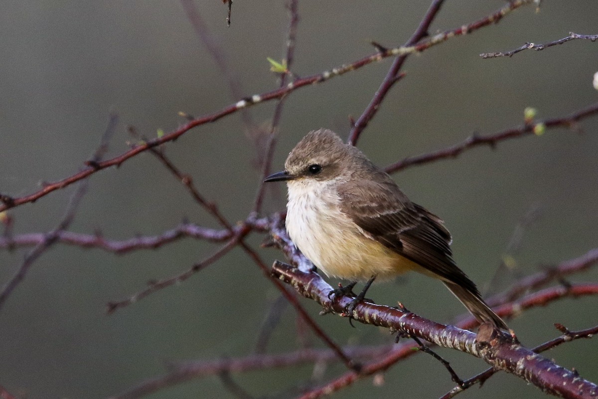 Vermilion Flycatcher - ML615475465