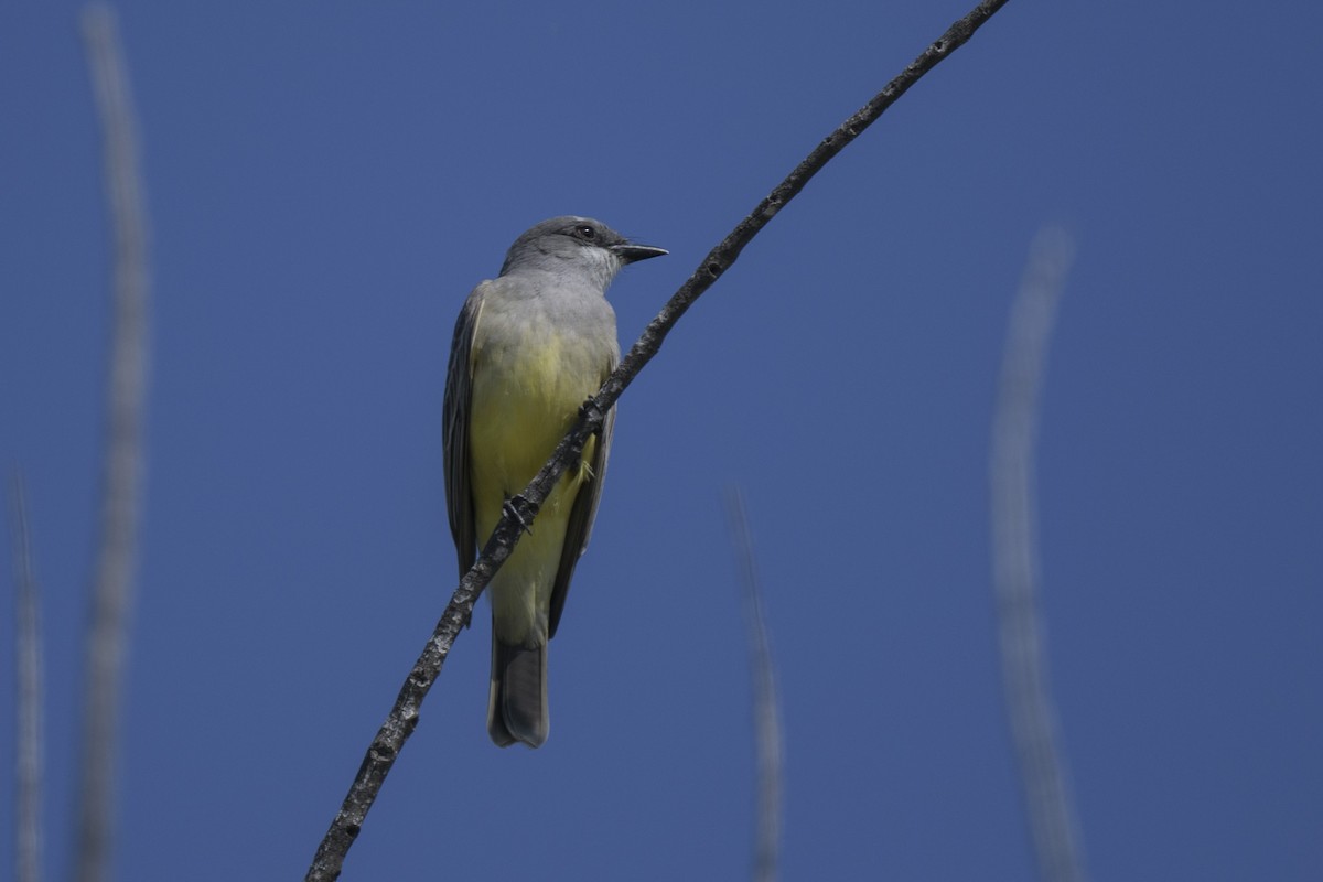 Cassin's Kingbird - ML615475477