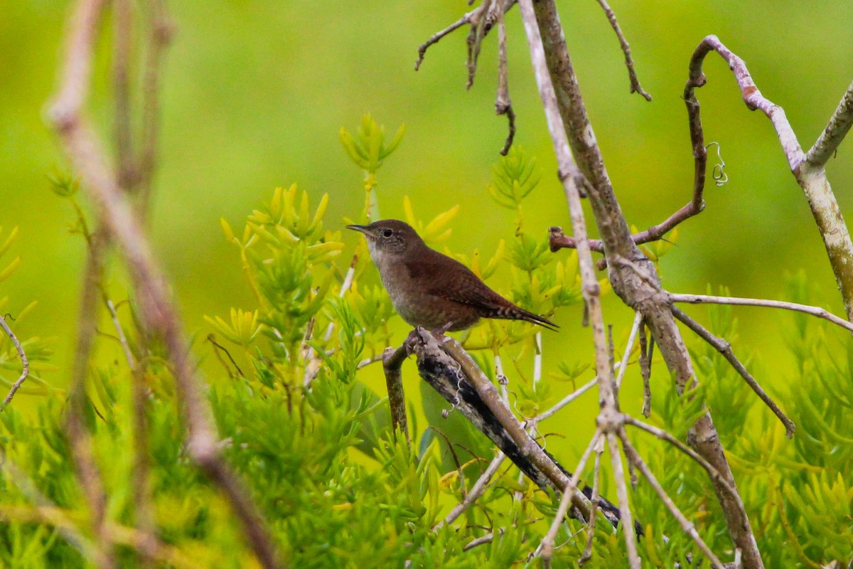 Northern House Wren - ML615475500