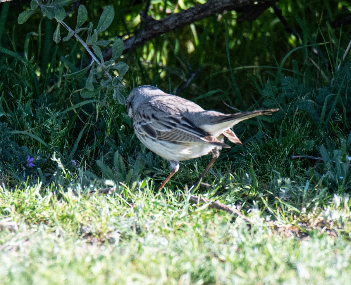 Sagebrush Sparrow - ML615475505