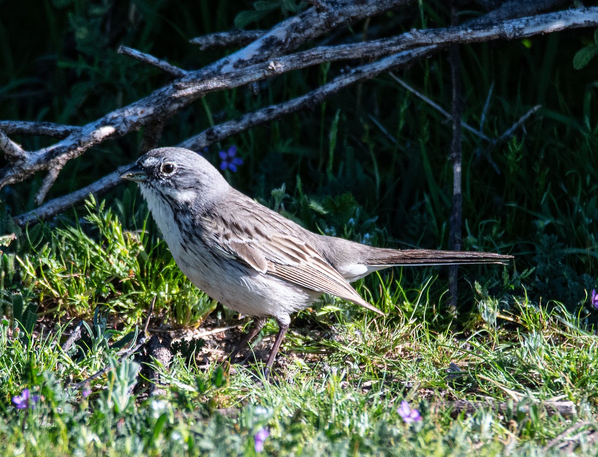 Sagebrush Sparrow - ML615475506