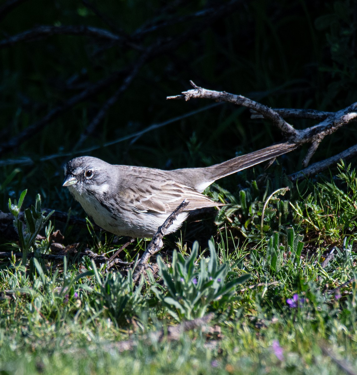 Sagebrush Sparrow - ML615475507