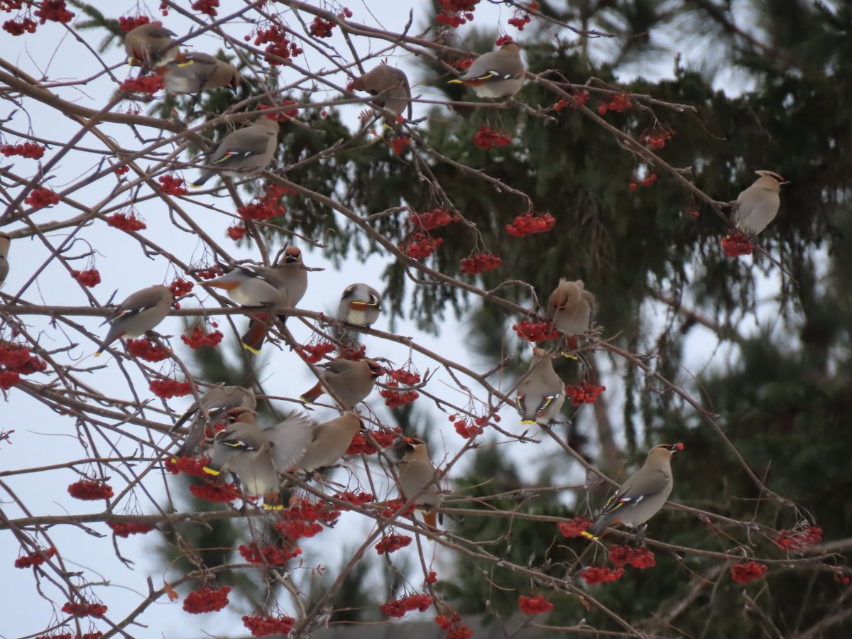 Bohemian Waxwing - Herky Birder