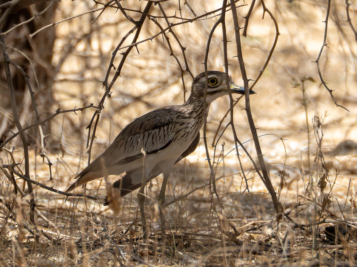 Senegal Thick-knee - ML615475646