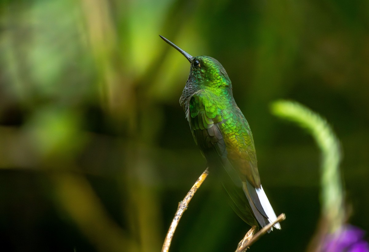 kolibřík zelenohřbetý - ML615475656