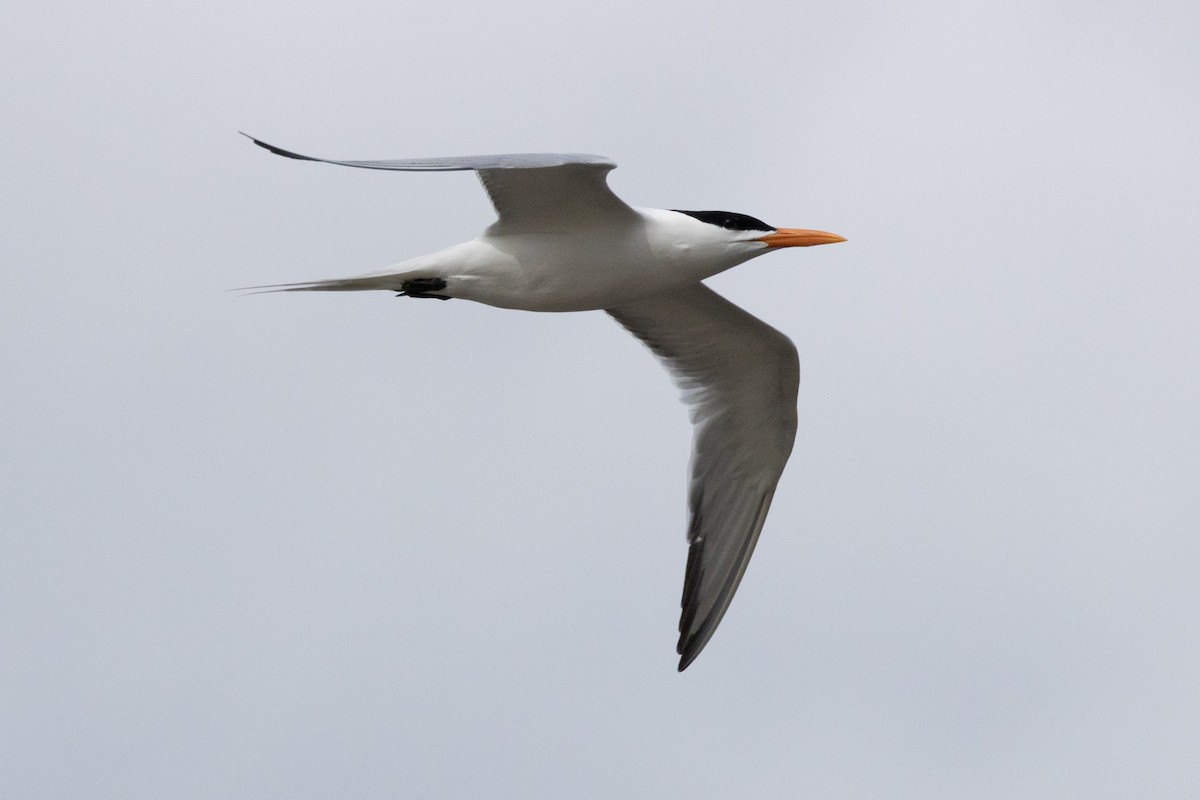 Royal Tern - ML615475695