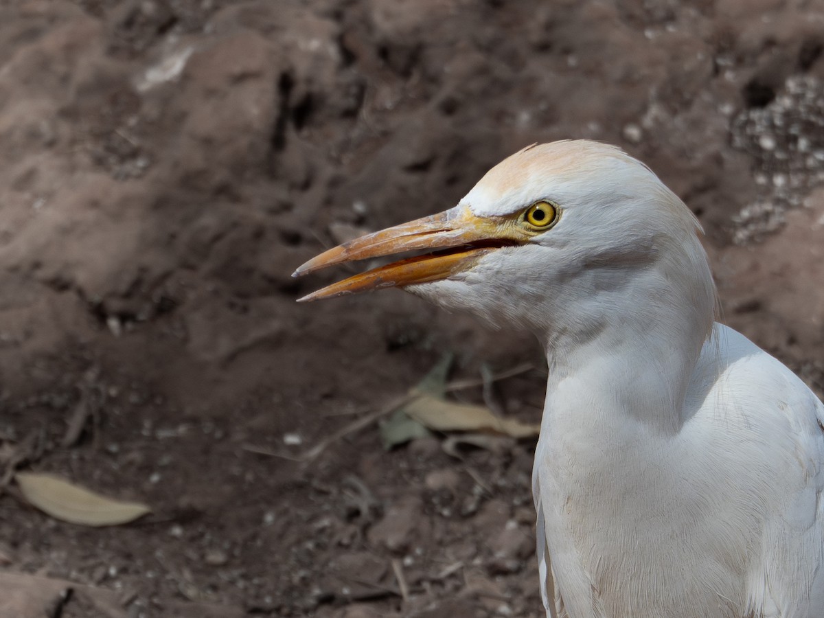 Чапля єгипетська (підвид ibis) - ML615475708