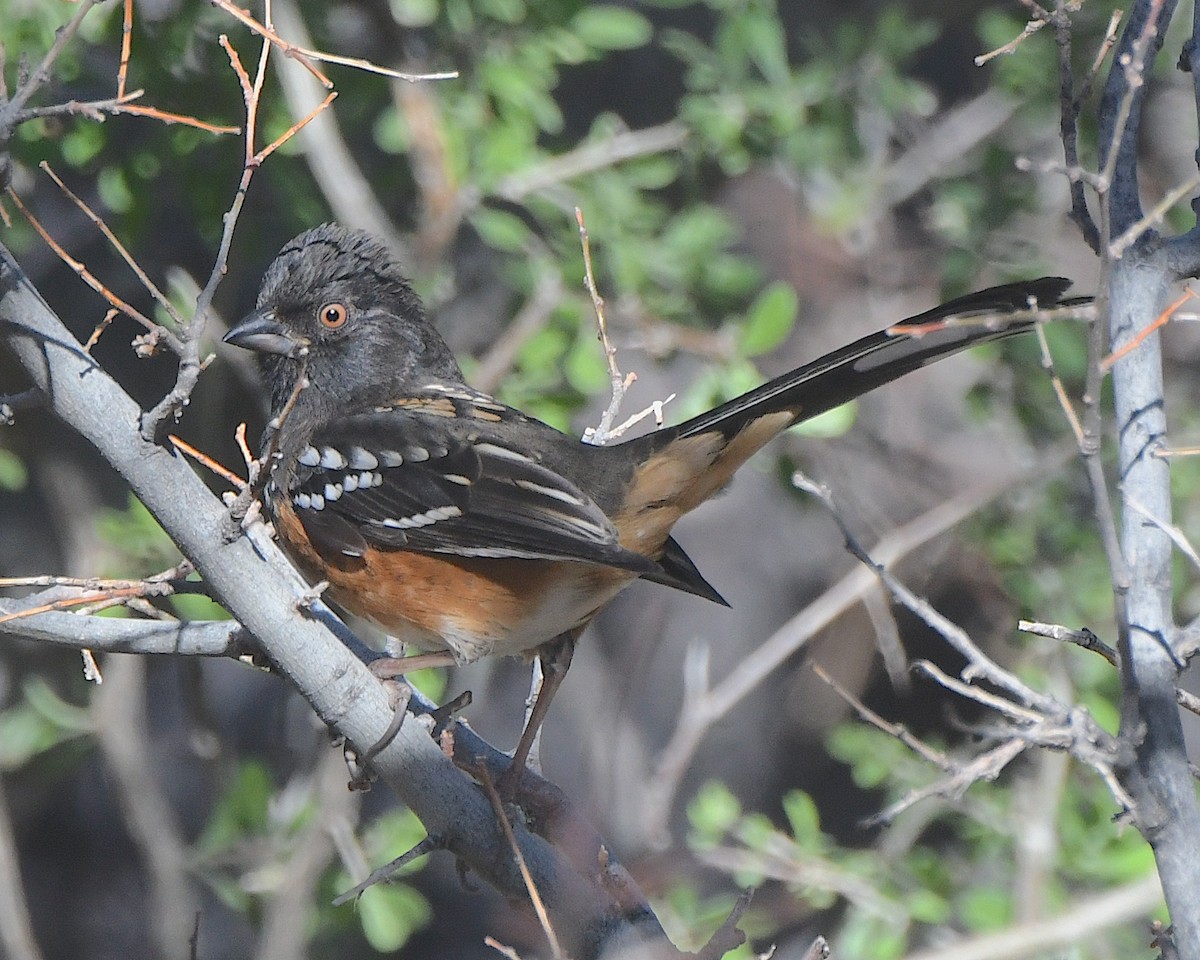Spotted Towhee - ML615475725