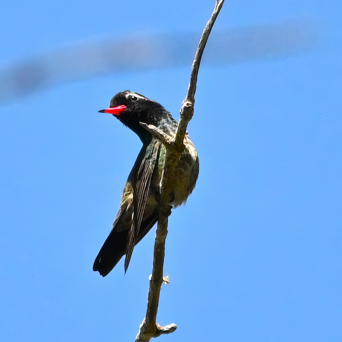 White-eared Hummingbird - ML615475790