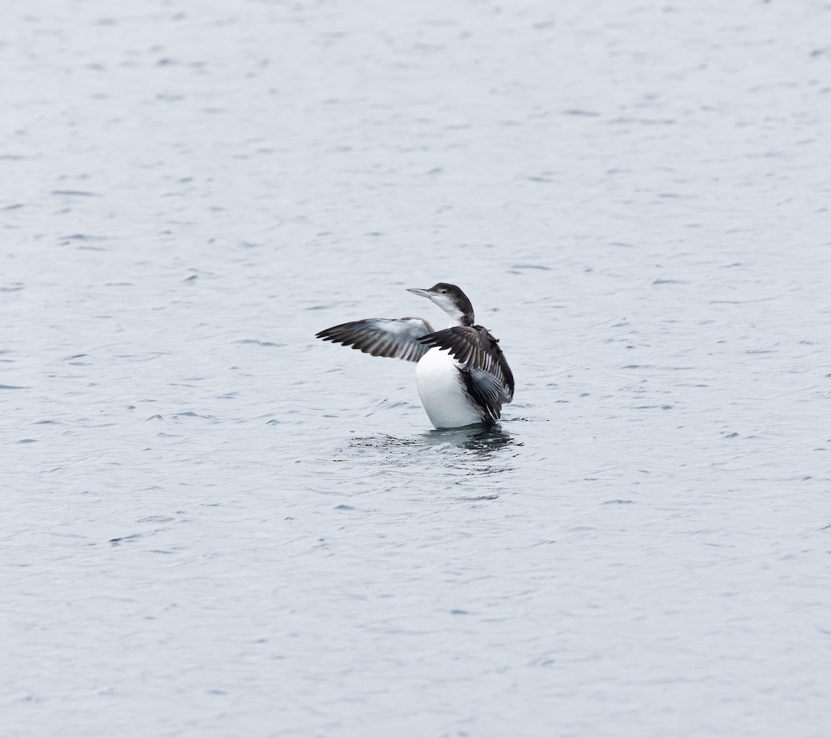 Common Loon - Peter Gilfillan